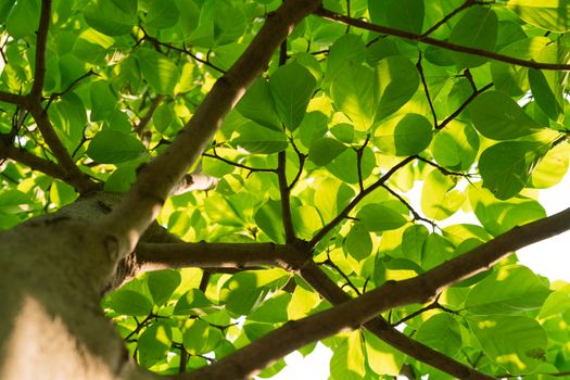 tree branch on sunny day lower view point for summer holiday concept