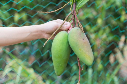 fresh thai mangoes in garden with blue sky background