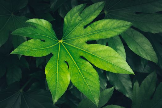 tropical nature green leaf texture background. Tropical forest and travel adventure concept.