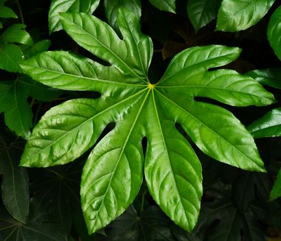 tropical nature green leaf texture background. Tropical forest and travel adventure concept.