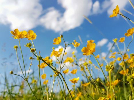 Yellow wildflowers against the blue sky and clouds