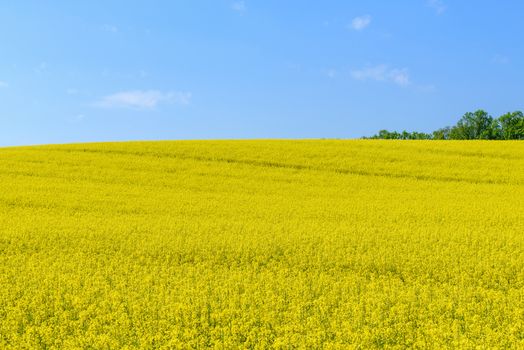 Beautiful agricultural background - blooming canola on a sunny day against a background of green trees and a blue sky