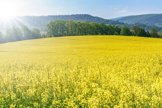 Beautiful agricultural background - blooming canola on a sunny day against a background of green trees and a blue sky