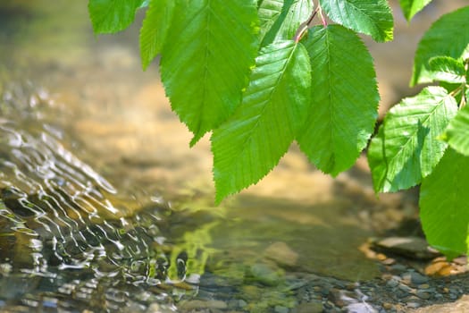 Fresh green leaves hang over crystalline flowing water