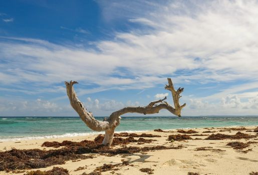 A tree branch on an empty beach makes for the perfect seat for two.