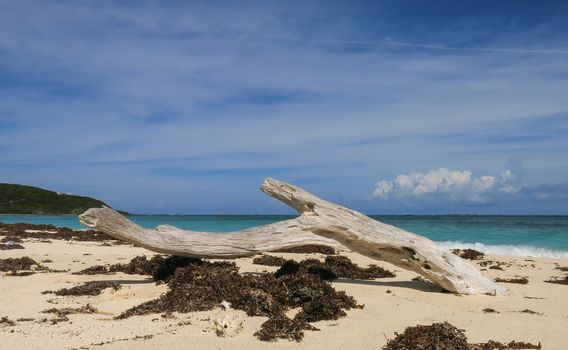 An old tree stump serves as a natural bench at a beach in Puerto Rico.