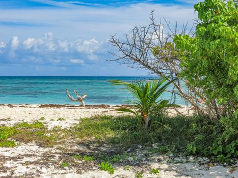 Wild plant life on a white sand beach in Puerto Rico.