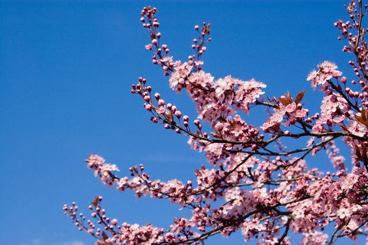 Branches of a flowering cherry tree Prunus serrulata bursting with pink blooms in the Spring sunshine.