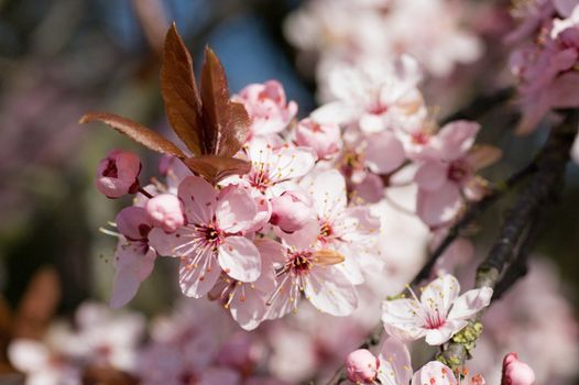 Closs-up image of the blossom on a Prunus serrulata, flowering cherry tree. Spring time.