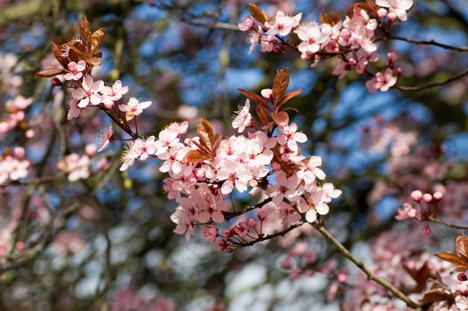 Clusters of flowering cherry blossom on a Prunus serrulata tree in Spring time.