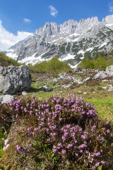 heather plant in the wilder kaiser mountains