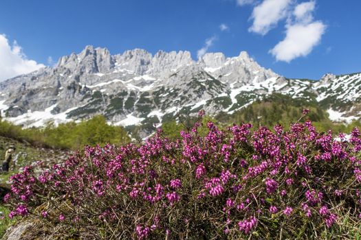 heather plant in the wilder kaiser mountains