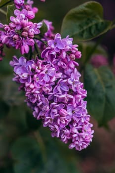 Lilac flower somewhere in the home garden with a background of green leaves