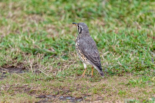 Back-view of a Groundscraper Thrush, Psophocichla litsitsirupa, on the ground