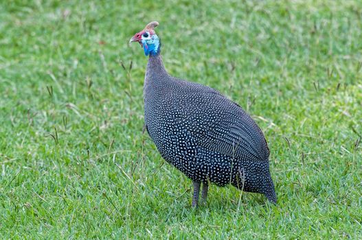 Side-view of a helmeted guineafowl, Numida meleagris, on the ground