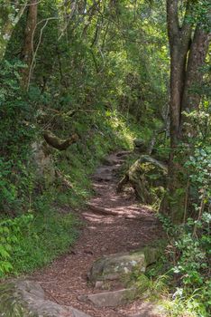 The hiking trail to the Tugela Gorge and Tunnel in the Drakensberg passes through several forests