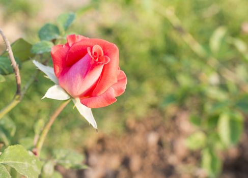 Fresh roses on the trees in the garden.