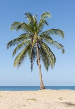 Coconut palms on the beach with blue sky.