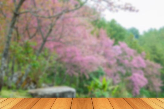 Blur himalayan Cherry in doi inthanon park