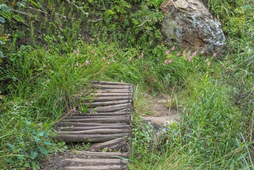 A wooden pedestrian bridge on the hiking trail to the Policemans Helmet. Pink river lilies, Hesperantha coccinea, are visible