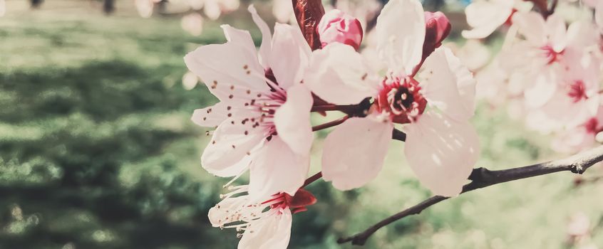 Vintage background of apple tree flowers bloom, floral blossom in sunny spring