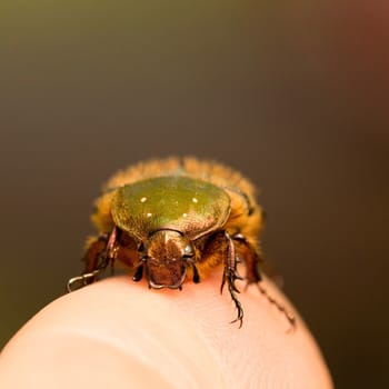 A close up of a green beetle sitting on a human finger. High quality photo with blurred background.