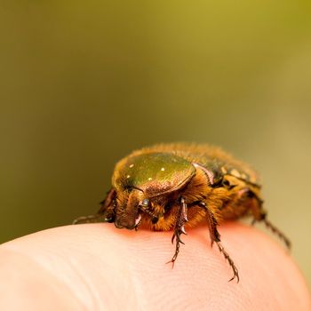 Close up of a green beetle on a human finger. High quality photo with blurred background.