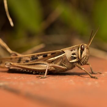 Close up of a grasshopper on the ground. High quality photo with intentionally blurred background.