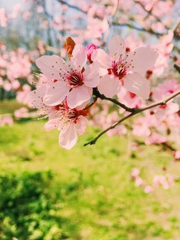 Apple tree flowers bloom, floral blossom in sunny spring