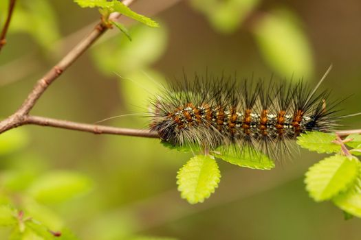 A close up of a hairy caterpillar walking along a stick. High quality photo with blurred background.