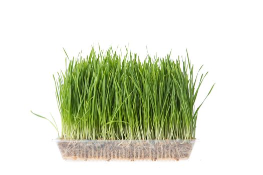 wheat grass isolated on white background