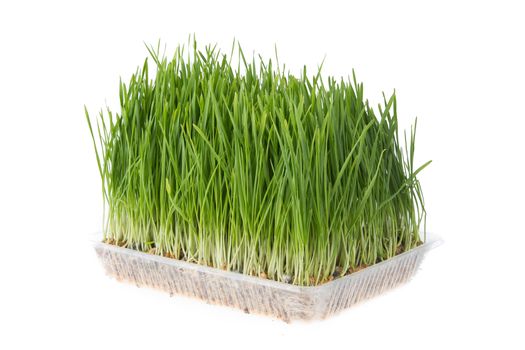 wheat grass isolated on white background