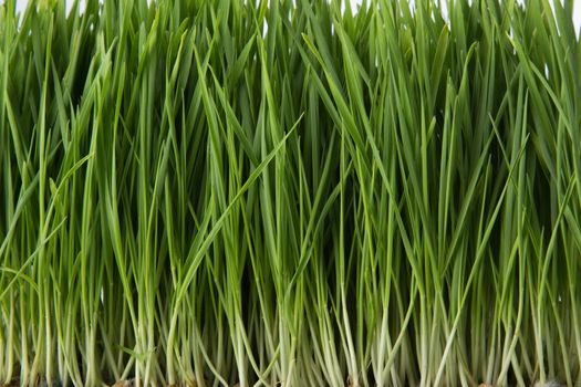 wheat grass isolated on white background