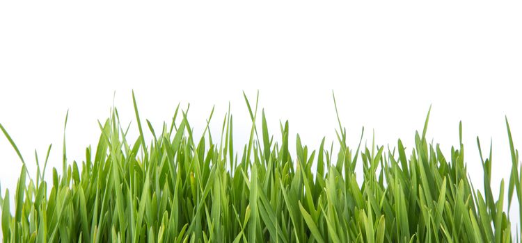 wheat grass isolated on white background