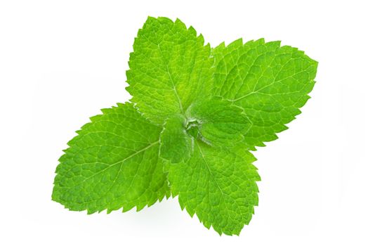 Perfect and excellent leaves of fresh and green mint in a studio close-up shot