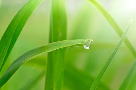 Eco background with dew drop shines in the sun light.