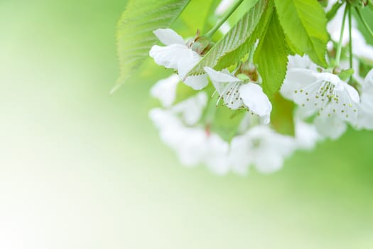 Spring background full of young green and flowering white cherry blossoms