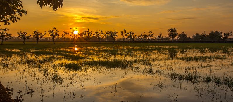 sunset of a paddy field