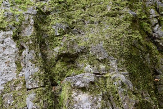 Green moss on the rock. A stone overgrown with a bhomme