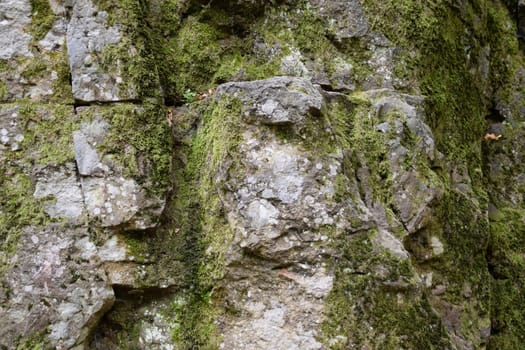 Green moss on the rock. A stone overgrown with a bhomme