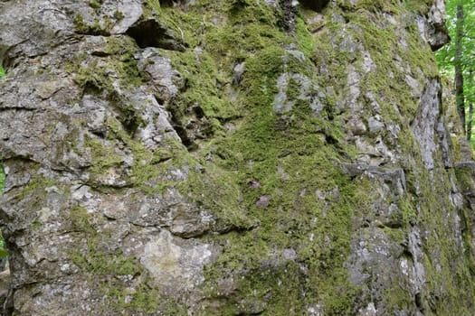 Green moss on the rock. A stone overgrown with a bhomme