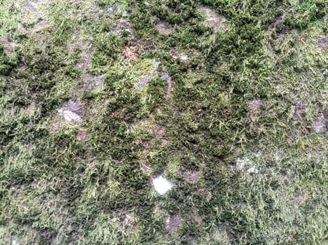 Green moss on the rock. A stone overgrown with a bhomme