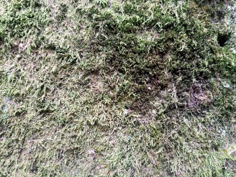 Green moss on the rock. A stone overgrown with a bhomme