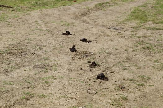 Horse poop on green grass. Horse manure in the meadow.