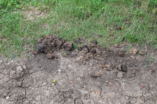 Horse poop on green grass. Horse manure in the meadow.