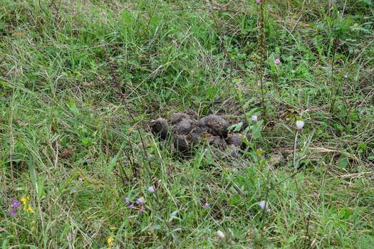 Horse poop on green grass. Horse manure in the meadow.