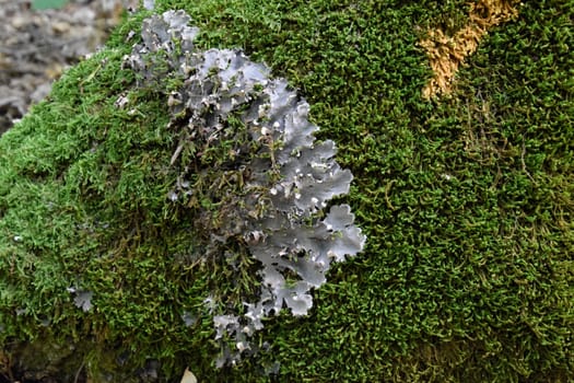 Moss and lichen on the trunk of an old tree. Forest litter.