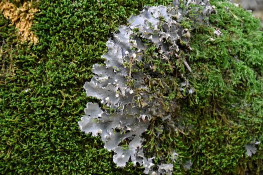 Moss and lichen on the trunk of an old tree. Forest litter.