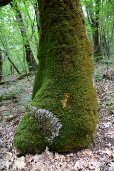 Moss and lichen on the trunk of an old tree. Forest litter.