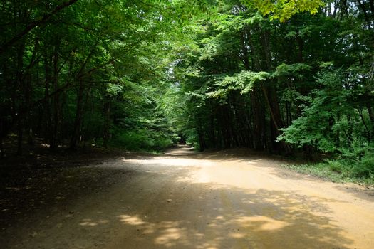 Mountain road in the forest. Shapsugsky forest.